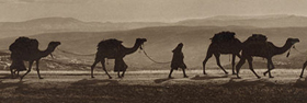 Post Camels